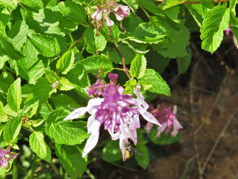 Image de Ocimum labiatum (N. E. Br.) A. J. Paton