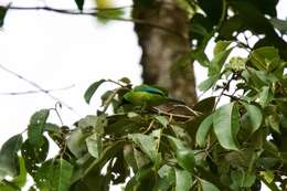 Image of Bornean Leafbird