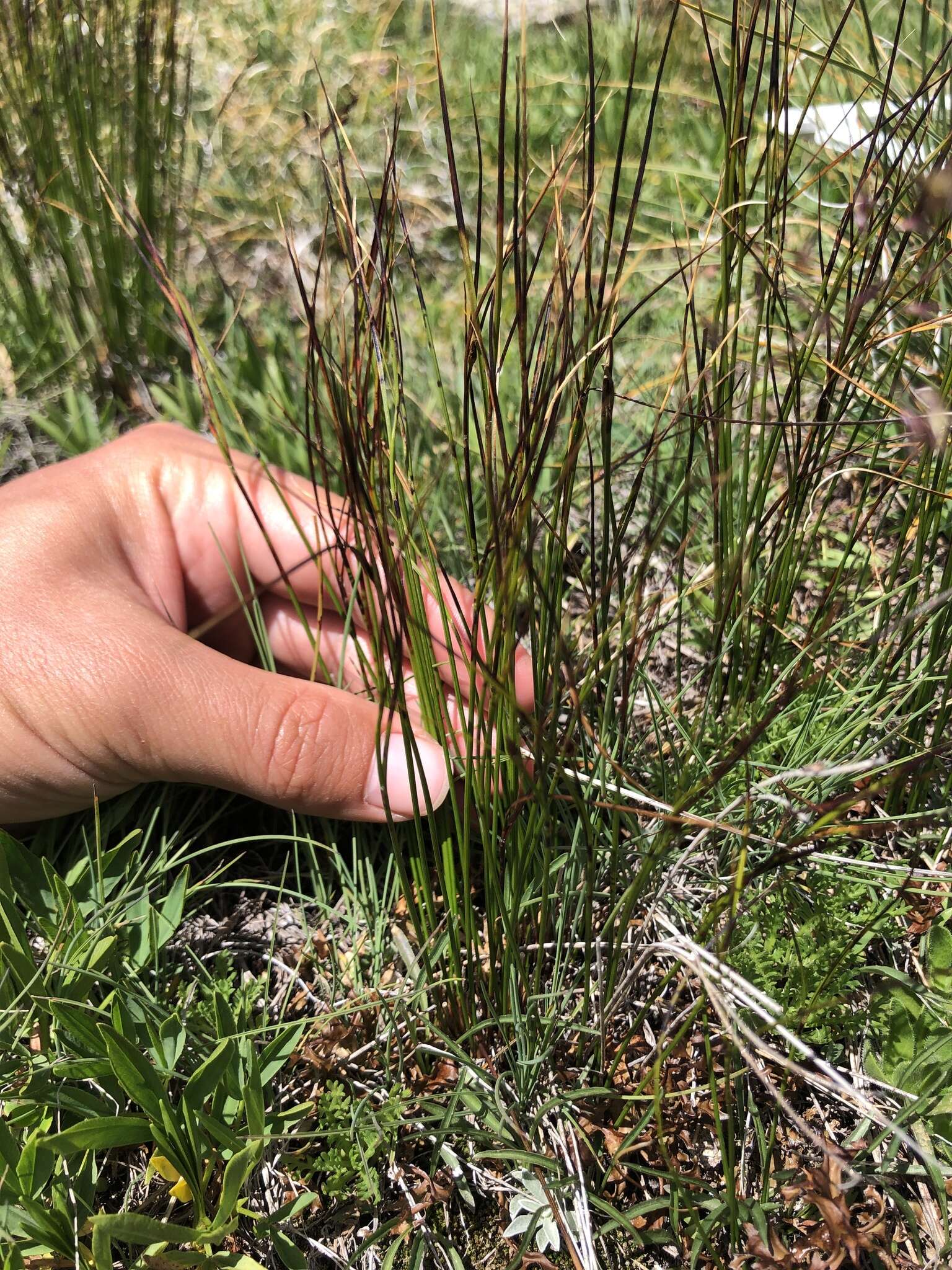 Image de Juncus trifidus L.