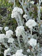 Image of Helichrysum crispum (L.) D. Don
