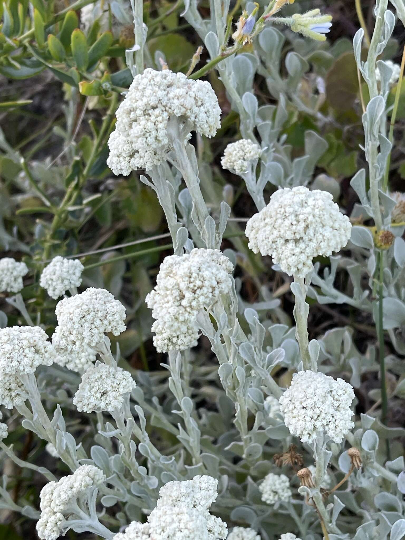 Слика од Helichrysum crispum (L.) D. Don