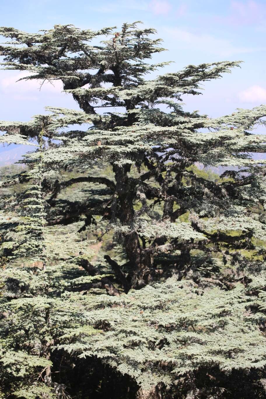Image of Cyprus Cedar