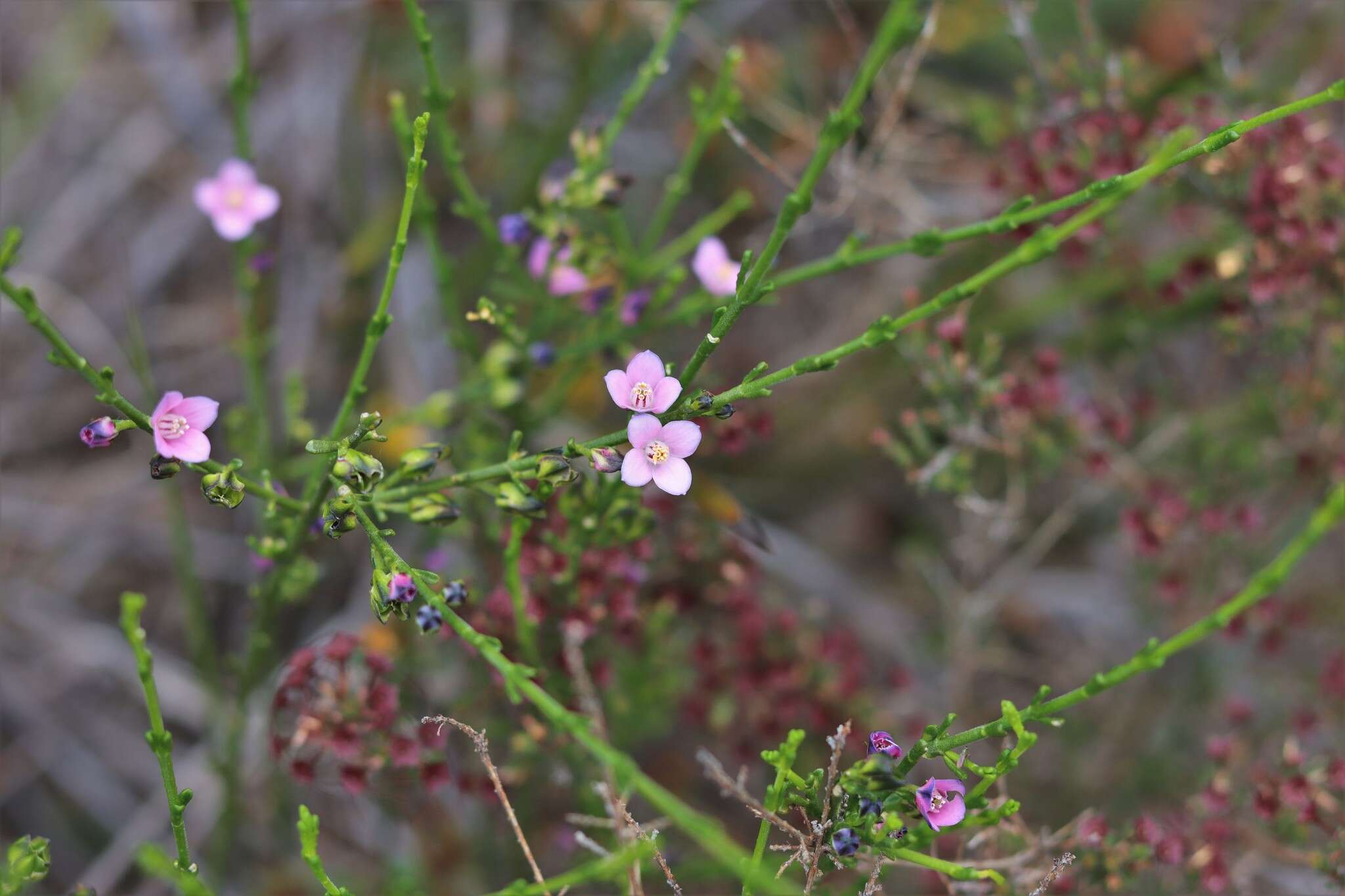 Image of Cyanothamnus coerulescens subsp. coerulescens