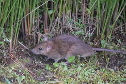 Image of Oriental House Rat