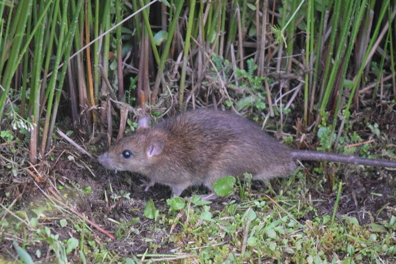 Image of Oriental House Rat