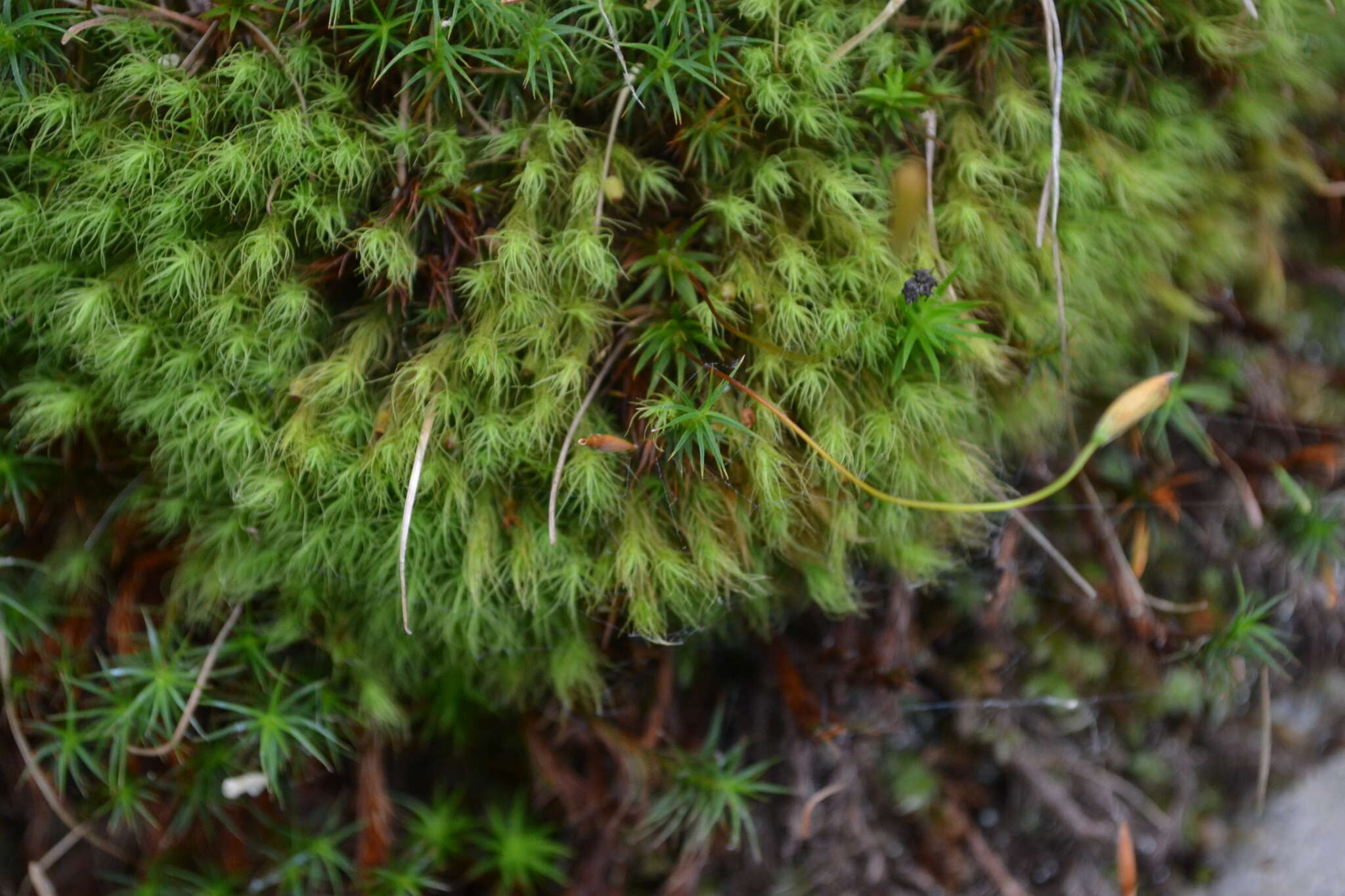 Image of Haller's bartramia moss