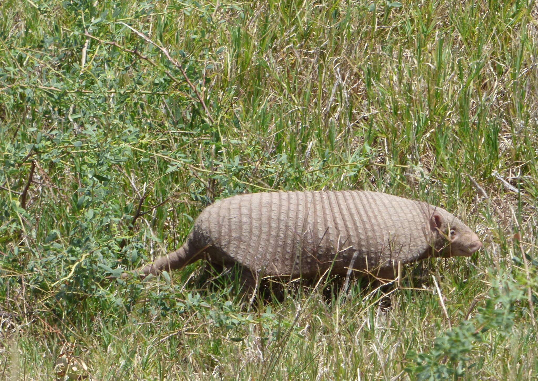 Image of Chacoan Naked-tailed Armadillo