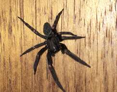 Image of Black house spider