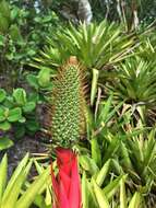 Image of Aechmea ornata (Gaudich.) Baker