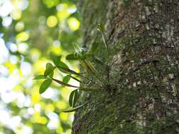 Image of Dendrobium tetragonum var. cacatua (M. A. Clem. & D. L. Jones) H. Mohr