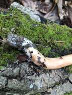 Image of Aureoboletus auriporus (Peck) Pouzar 1957