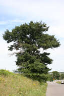 Quercus ellipsoidalis E. J. Hill resmi