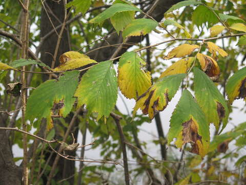 Image of Ulmus laciniata (Trautv.) Mayr