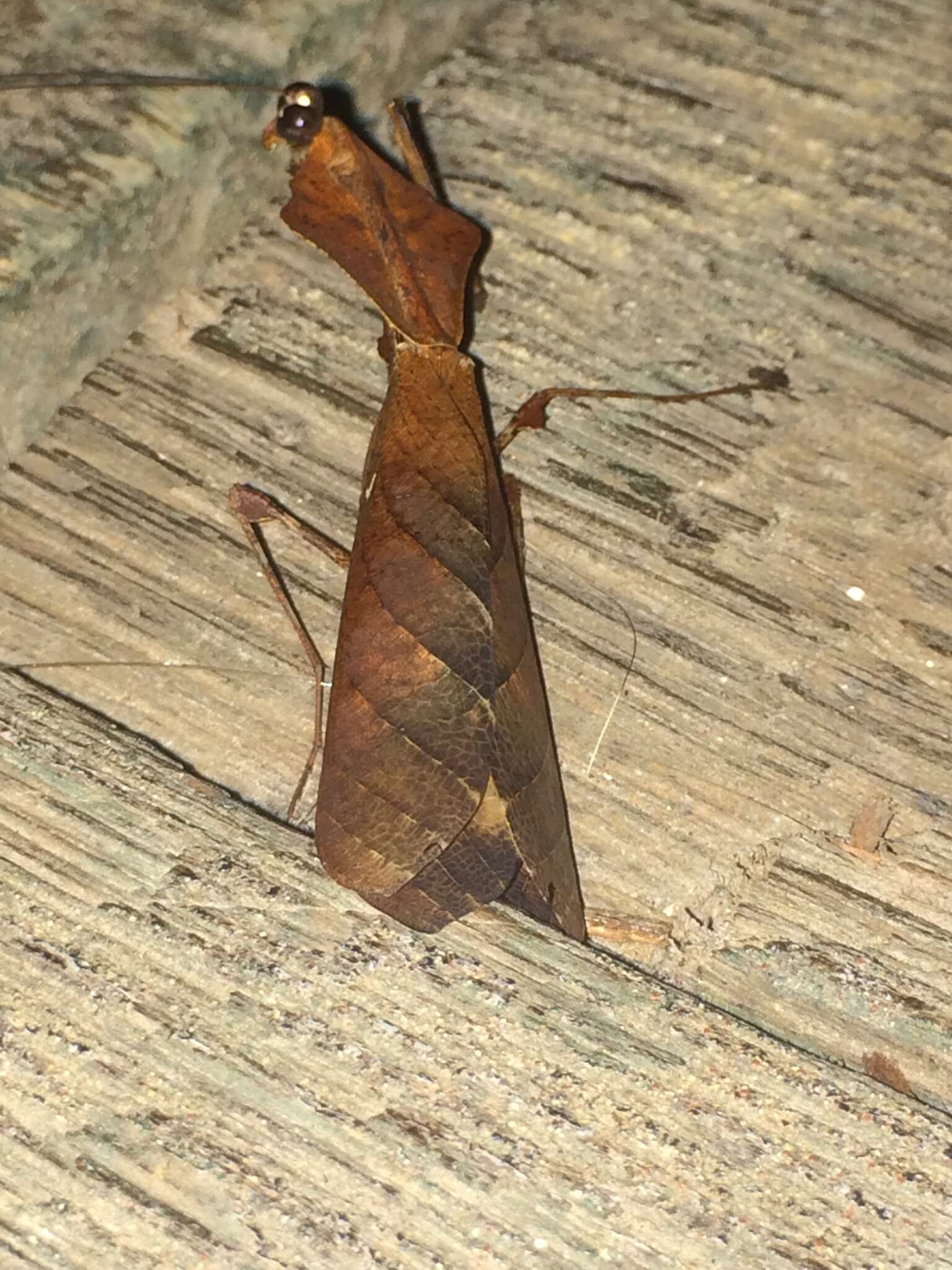Image of Malaysian dead leaf mantis