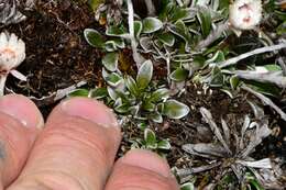 Image de Helichrysum pumilum var. spathulatum A. M. Buchanan