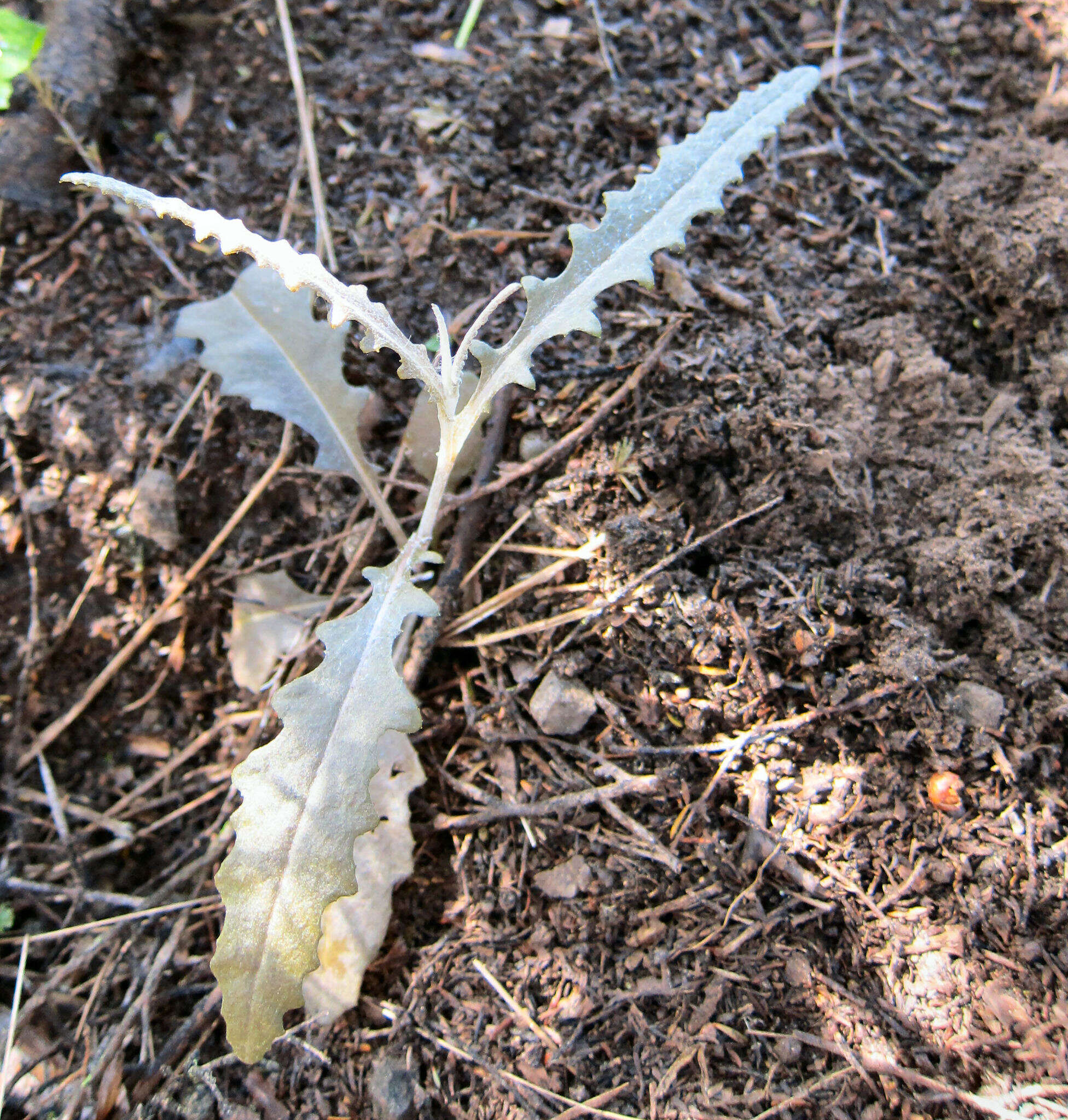 Image of Erechtites diversifolia Petrie.