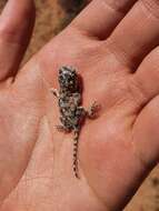 Image of Common Spiny Agama