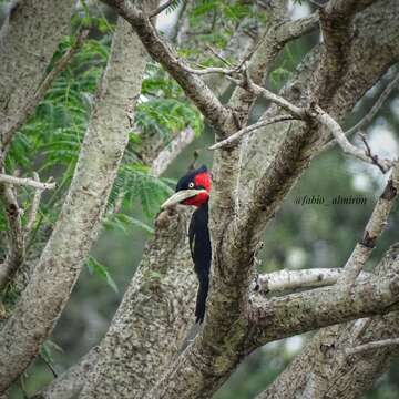 Image of Cream-backed Woodpecker