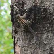 Image of Asiatic striped squirrel