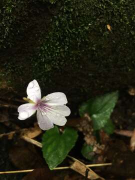 Imagem de Viola formosana Hayata