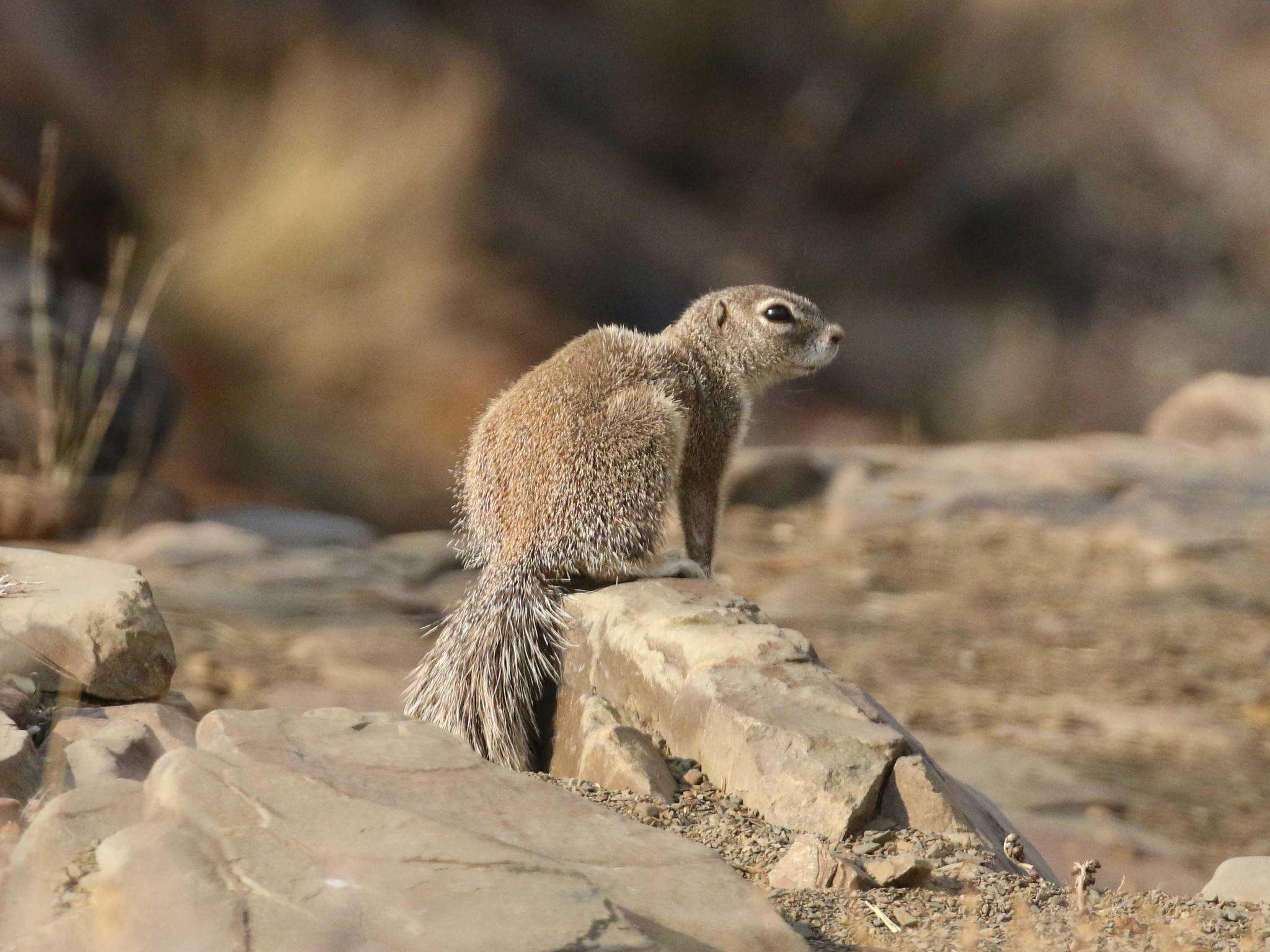 Image of Geosciurus princeps