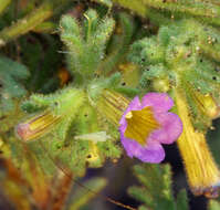 Image of twocolor phacelia