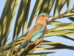 Imagem de Coracias benghalensis benghalensis (Linnaeus 1758)