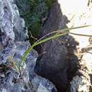 Image of Dendrobium sylvanum Rchb. fil.
