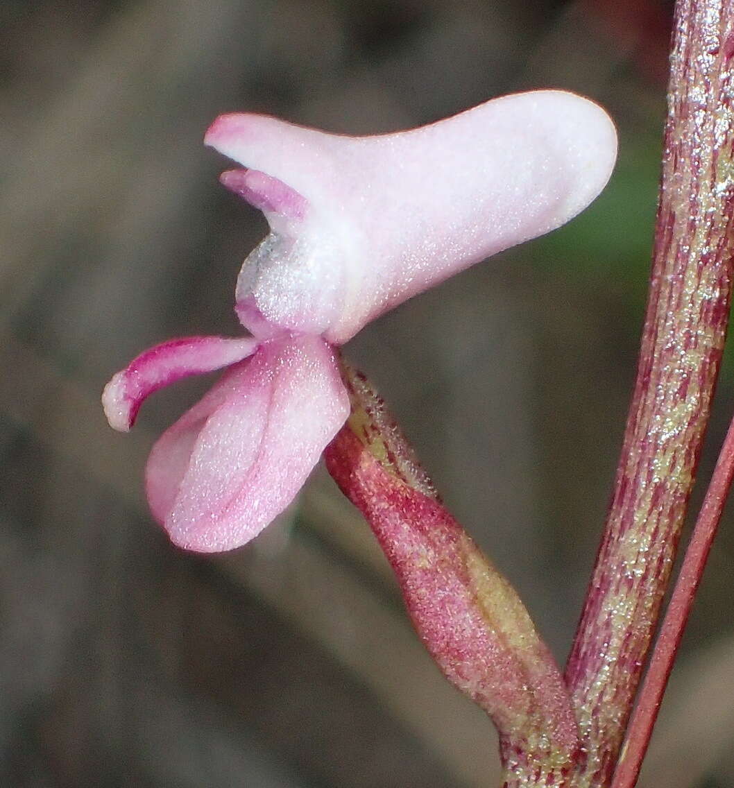 Image de Disa aconitoides subsp. aconitoides