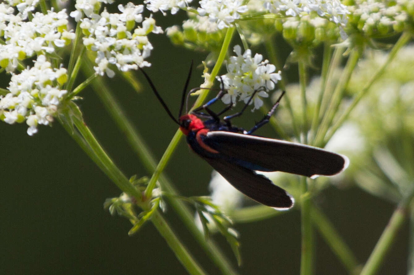 Image of Ctenucha multifaria Walker 1854