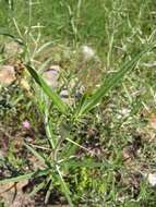 Image of Ptilostemon stellatus (L.) W. Greuter