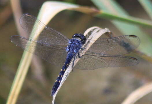 Image of Seaside Dragonlet