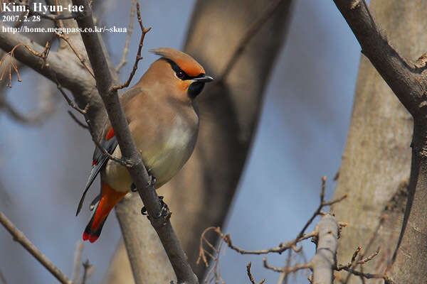 Image of Japanese Waxwing