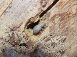 Image of Myosides