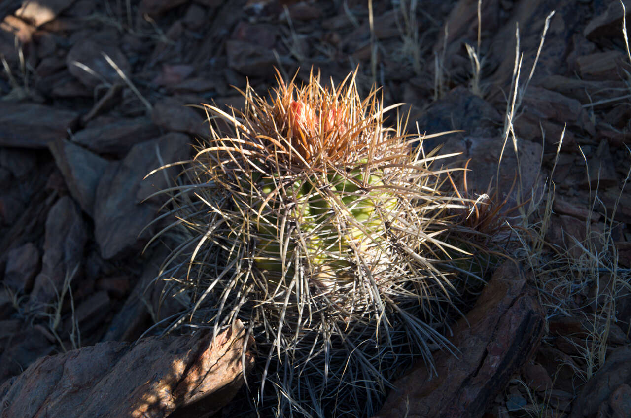 Image of Parodia maassii (Heese) A. Berger