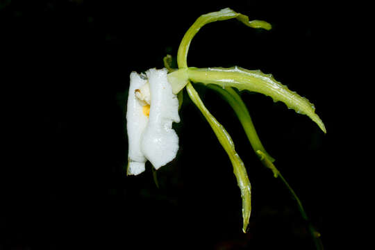 Image of Trichopilia fragrans (Lindl.) Rchb. fil.