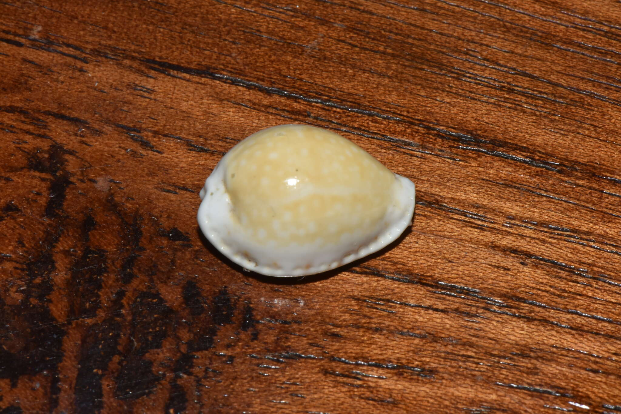 Image of separated cowry (from spurca and gangranosa)