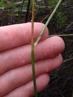 Imagem de Gladiolus gracilis Jacq.