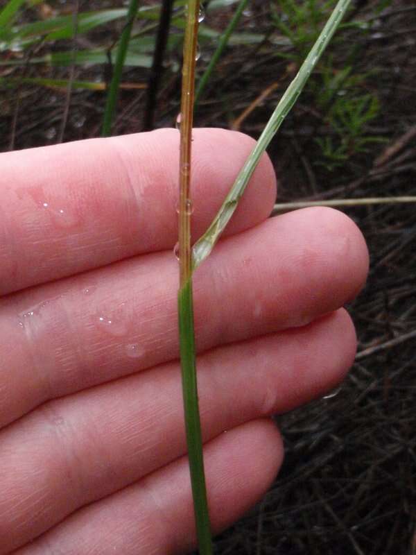 Imagem de Gladiolus gracilis Jacq.