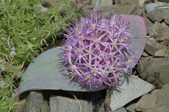 Image de Allium cristophii subsp. cristophii