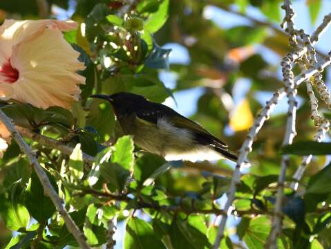 Image of Orange-breasted Myzomela