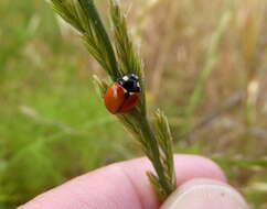 Imagem de Coccinella californica Mannerheim 1843