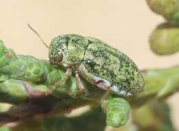 Image of Glyptoscelimorpha viridis Chamberlin 1931