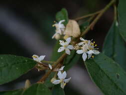 Image of Asterolasia correifolia (A. Juss.) Benth.