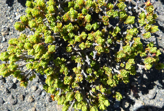 Image of Pimelea prostrata var. alpina Cheesem.