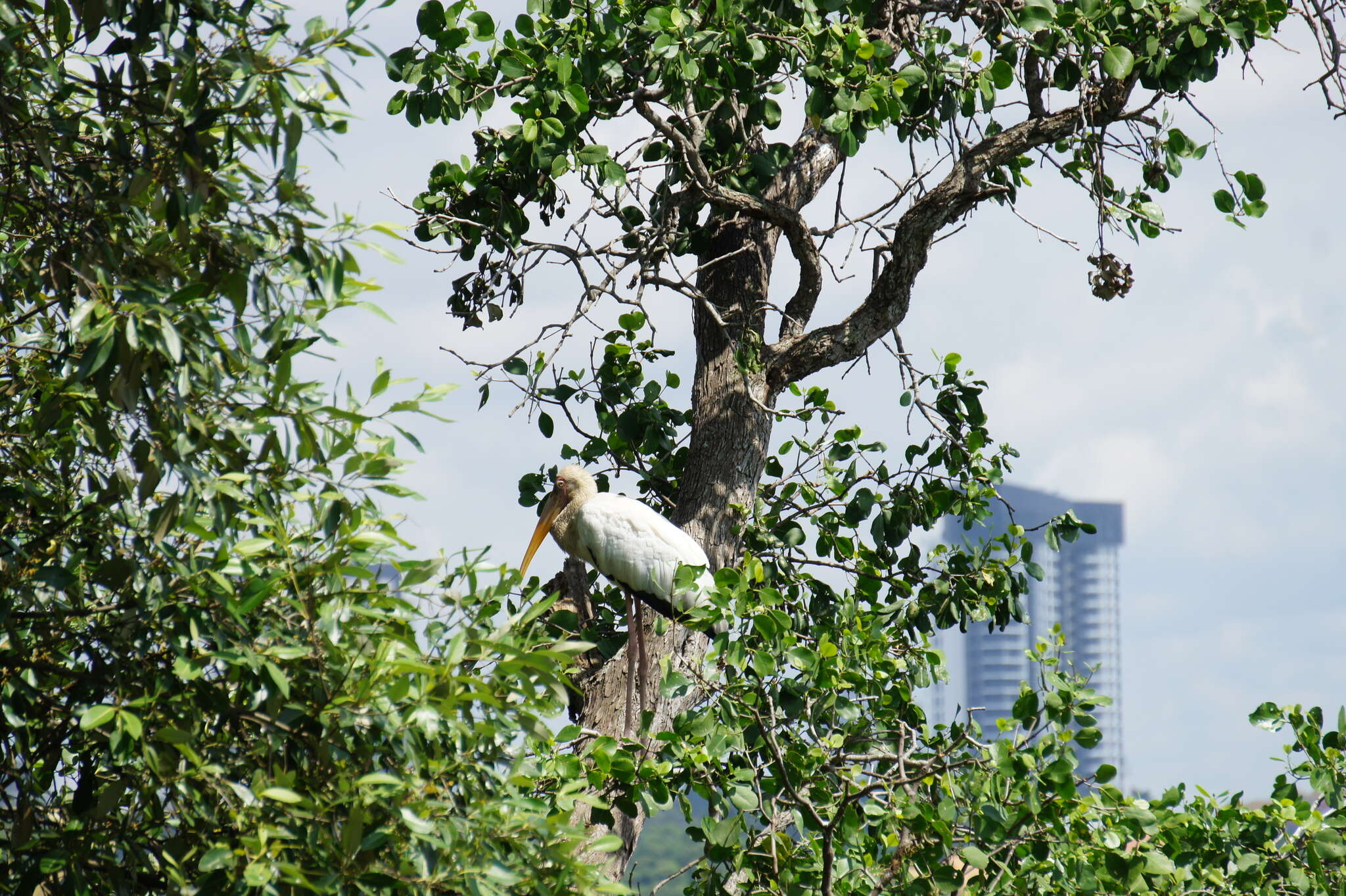 Image of Milky Stork