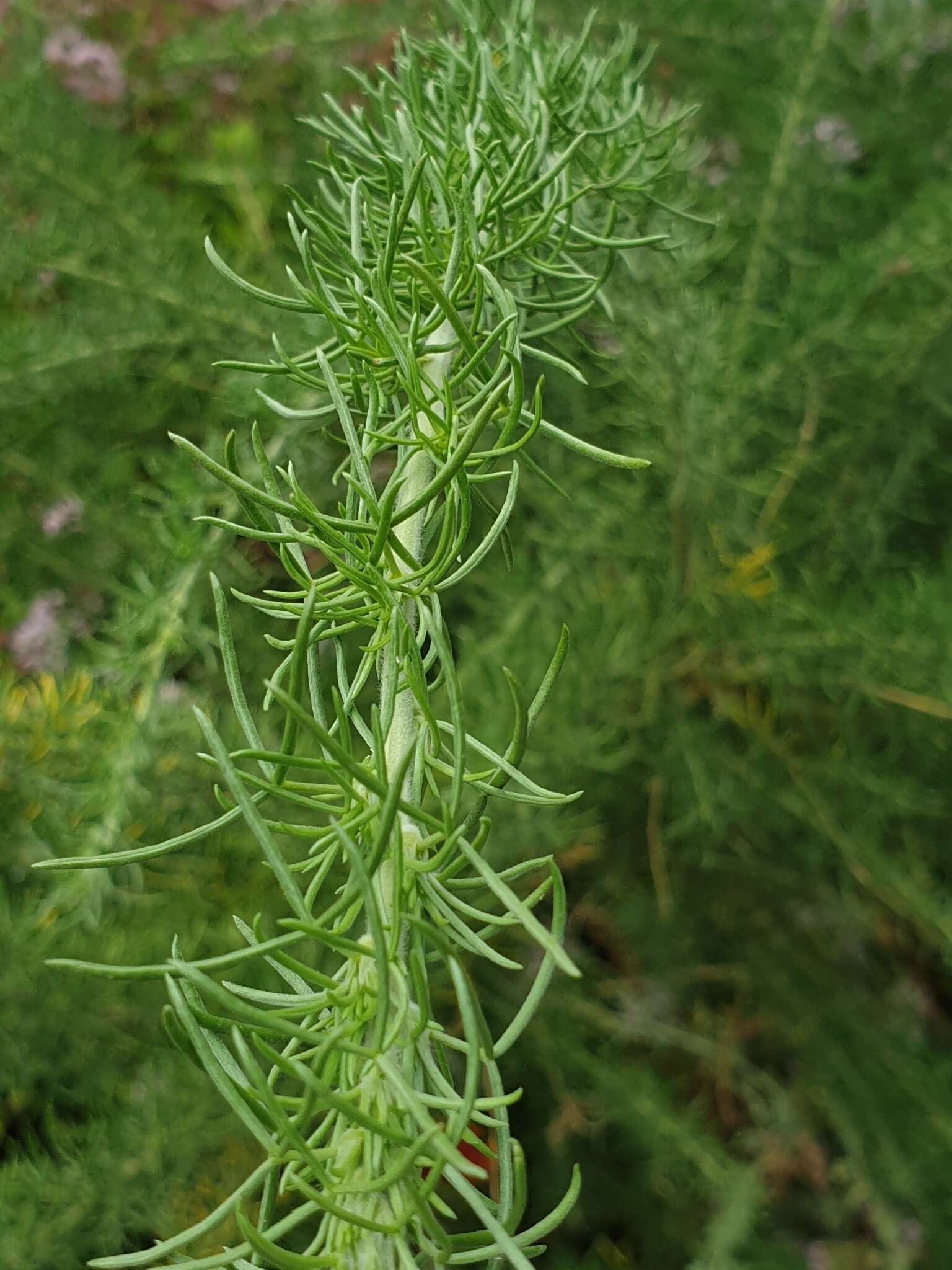 Sivun Adenocarpus decorticans Boiss. kuva