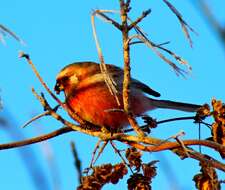 Слика од Carpodacus sibiricus (Pallas 1773)