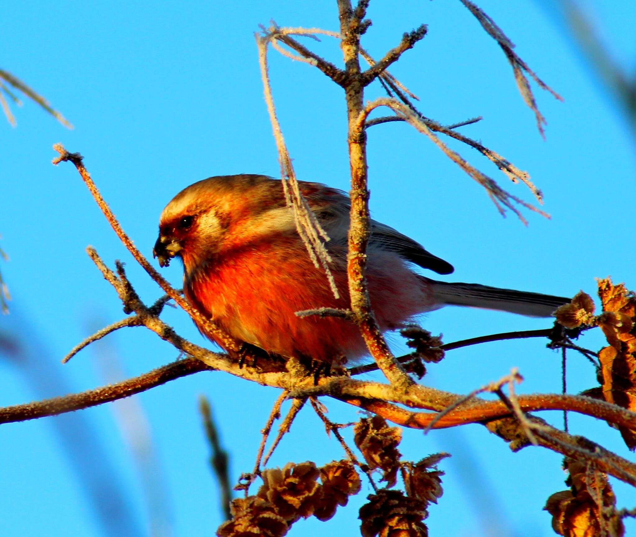 Image of Long-tailed Rosefinch