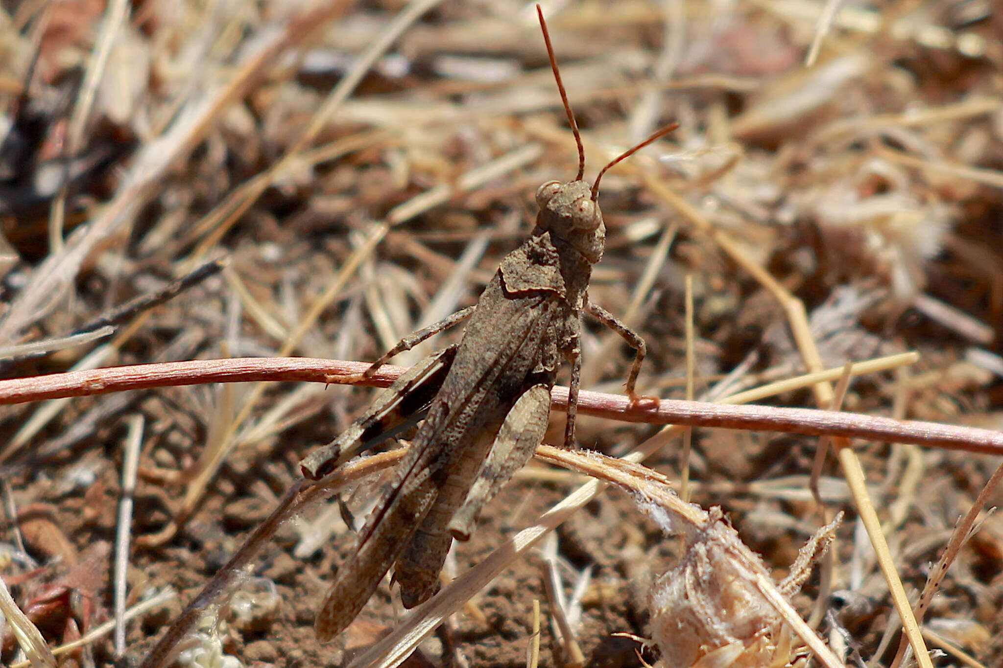 Image of Trimerotropis occidentiloides Rentz, D. C. F. & Weissman 1981